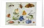 Insects by Jan van the Elder Kessel