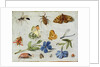 Insects by Jan van the Elder Kessel
