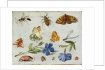Insects by Jan van the Elder Kessel