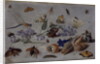 Butterflies and other Insects, 1661 by Jan van the Elder Kessel