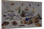 Butterflies and other Insects, 1661 by Jan van the Elder Kessel