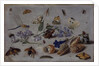Butterflies and other Insects, 1661 by Jan van the Elder Kessel