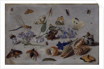 Butterflies and other Insects, 1661 by Jan van the Elder Kessel