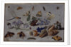 Butterflies and other Insects, 1661 by Jan van the Elder Kessel
