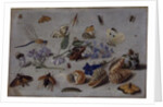 Butterflies and other Insects, 1661 by Jan van the Elder Kessel