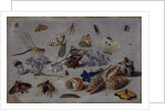 Butterflies and other Insects, 1661 by Jan van the Elder Kessel