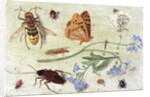 Insects by Jan van the Elder Kessel