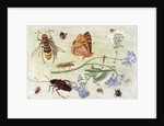 Insects by Jan van the Elder Kessel