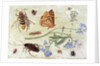 Insects by Jan van the Elder Kessel