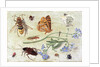 Insects by Jan van the Elder Kessel