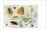 Insects by Jan van the Elder Kessel