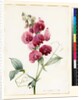 Lathyrus latifolius by Louise D'Orleans