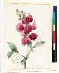 Lathyrus latifolius by Louise D'Orleans