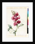 Lathyrus latifolius by Louise D'Orleans