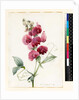 Lathyrus latifolius by Louise D'Orleans