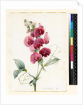 Lathyrus latifolius by Louise D'Orleans
