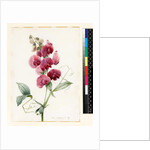 Lathyrus latifolius by Louise D'Orleans