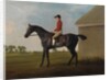 Gimcrack, with John Pratt up, on Newmarket Heath, 1795 by George Stubbs