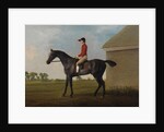 Gimcrack, with John Pratt up, on Newmarket Heath, 1795 by George Stubbs