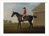 Gimcrack, with John Pratt up, on Newmarket Heath, 1795 by George Stubbs