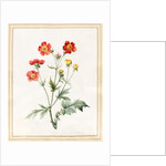 Composite, 1827 by Louise D'Orleans