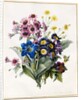 Mixed Flowers, Aster sp., Auricula, Ragwort, Viola, Campanula, Gentiana Acaulis, 1828 by Louise D'Orleans