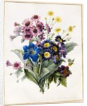 Mixed Flowers, Aster sp., Auricula, Ragwort, Viola, Campanula, Gentiana Acaulis, 1828 by Louise D'Orleans