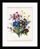Mixed Flowers, Aster sp., Auricula, Ragwort, Viola, Campanula, Gentiana Acaulis, 1828 by Louise D'Orleans