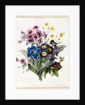 Mixed Flowers, Aster sp., Auricula, Ragwort, Viola, Campanula, Gentiana Acaulis, 1828 by Louise D'Orleans
