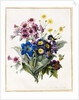 Mixed Flowers, Aster sp., Auricula, Ragwort, Viola, Campanula, Gentiana Acaulis, 1828 by Louise D'Orleans