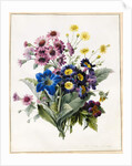Mixed Flowers, Aster sp., Auricula, Ragwort, Viola, Campanula, Gentiana Acaulis, 1828 by Louise D'Orleans
