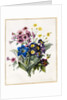 Mixed Flowers, Aster sp., Auricula, Ragwort, Viola, Campanula, Gentiana Acaulis, 1828 by Louise D'Orleans