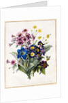 Mixed Flowers, Aster sp., Auricula, Ragwort, Viola, Campanula, Gentiana Acaulis, 1828 by Louise D'Orleans