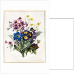 Mixed Flowers, Aster sp., Auricula, Ragwort, Viola, Campanula, Gentiana Acaulis, 1828 by Louise D'Orleans