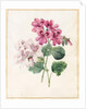Two Hybrid 'Peliagoniums', 1828 by Louise D'Orleans