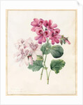 Two Hybrid 'Peliagoniums', 1828 by Louise D'Orleans
