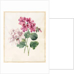 Two Hybrid 'Peliagoniums', 1828 by Louise D'Orleans