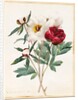 Red and White Herbaceous Paeonies, 1829 by Louise D'Orleans