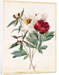 Red and White Herbaceous Paeonies, 1829 by Louise D'Orleans