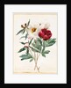 Red and White Herbaceous Paeonies, 1829 by Louise D'Orleans