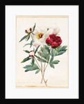 Red and White Herbaceous Paeonies, 1829 by Louise D'Orleans