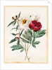 Red and White Herbaceous Paeonies, 1829 by Louise D'Orleans