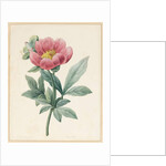 Poconia Mascula, Herbacious, 1826 by Louise D'Orleans