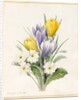White Primroses and Early Hybrid Crocuses, 1830 by Louise D'Orleans