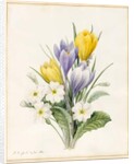 White Primroses and Early Hybrid Crocuses, 1830 by Louise D'Orleans