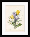 White Primroses and Early Hybrid Crocuses, 1830 by Louise D'Orleans