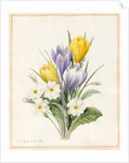 White Primroses and Early Hybrid Crocuses, 1830 by Louise D'Orleans