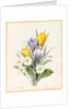 White Primroses and Early Hybrid Crocuses, 1830 by Louise D'Orleans