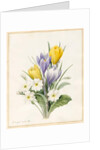 White Primroses and Early Hybrid Crocuses, 1830 by Louise D'Orleans