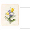White Primroses and Early Hybrid Crocuses, 1830 by Louise D'Orleans